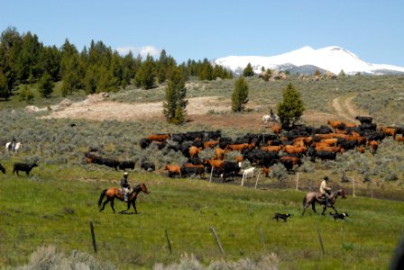 Livestock086