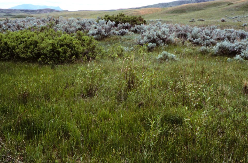 Rangeland124.tif