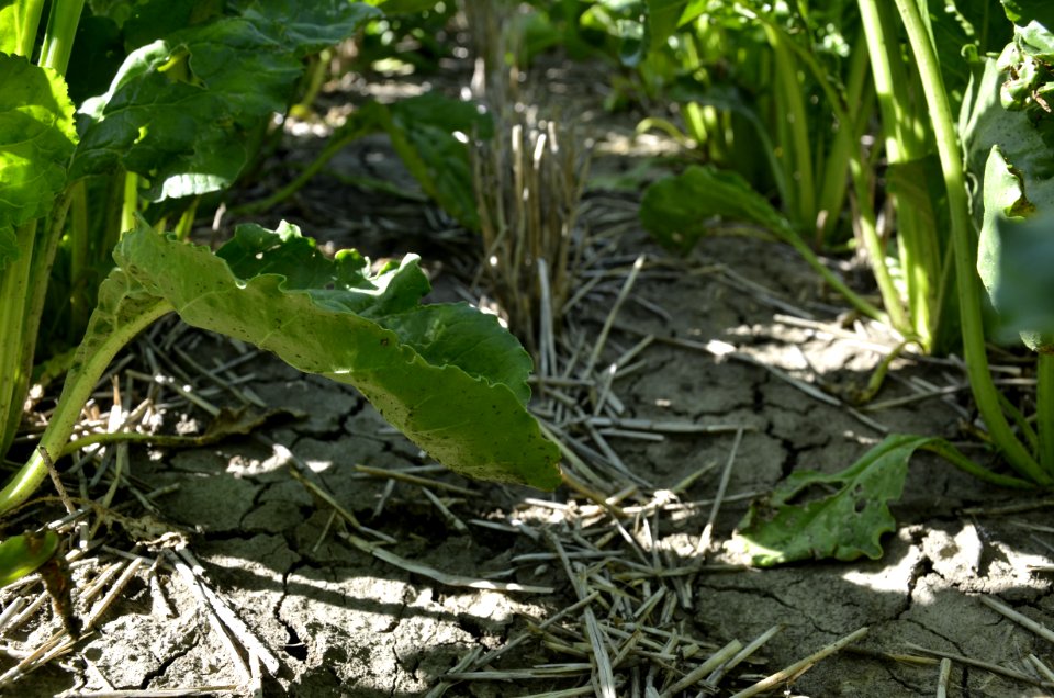 conservationtillage127