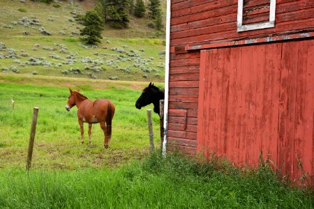 livestock125