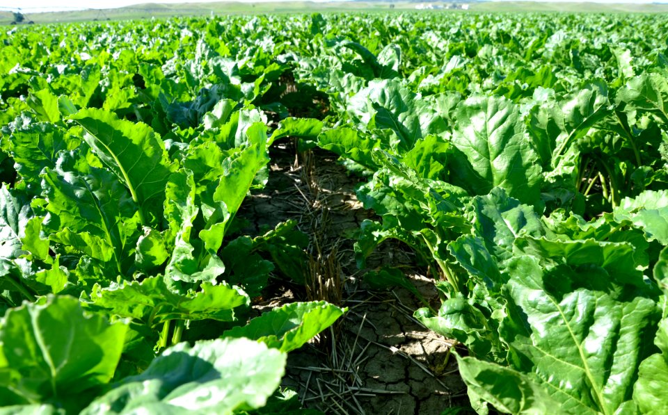 conservationtillage124