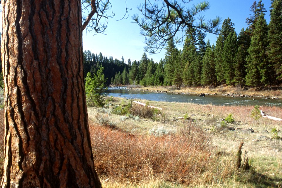 Riparian15.tif