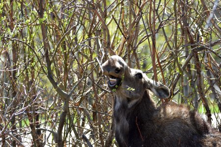 wildlife211