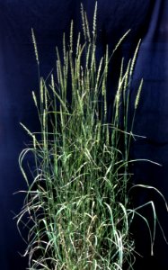 Plants03.tif