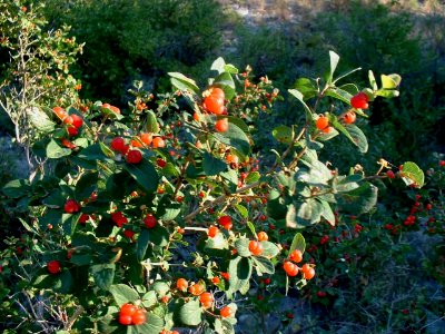 Plants OB 144