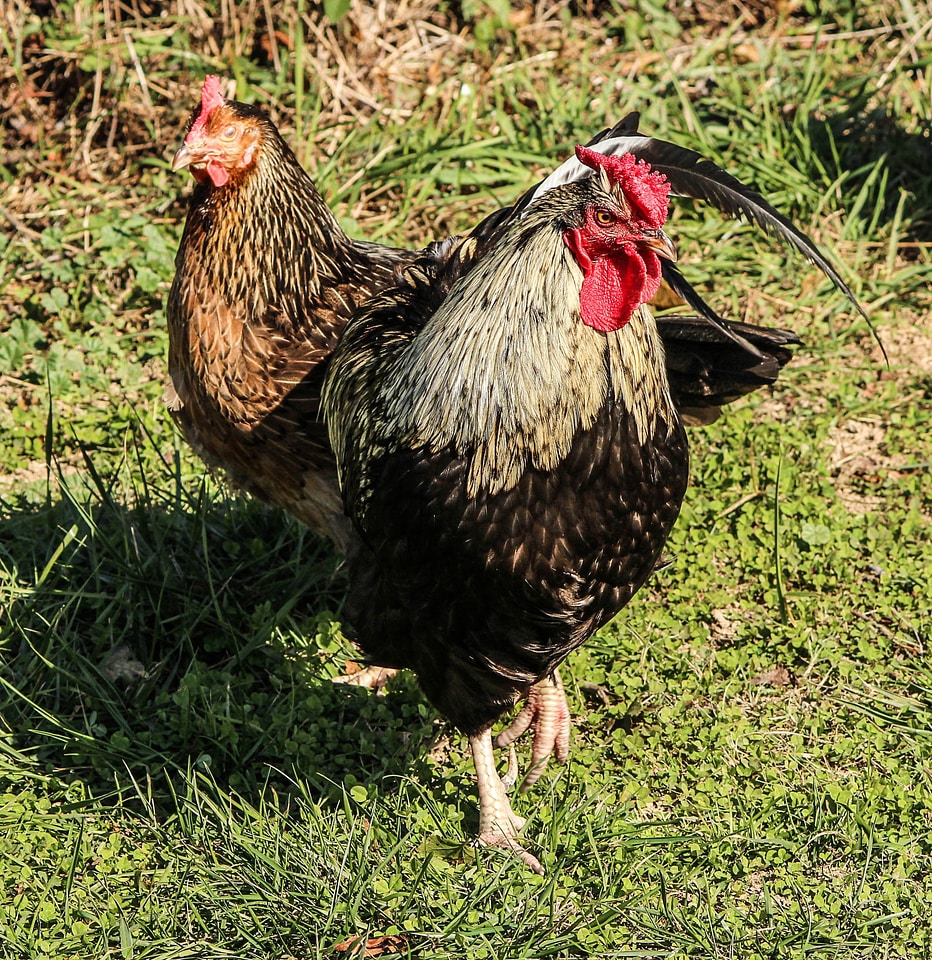 Birds hen farms photo