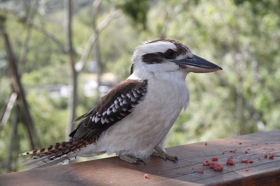 Lachender hans kingfisher alcedinidae