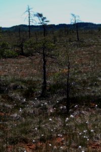 Torronsuon kansallispuisto, Hämeen Härkätie, Finland