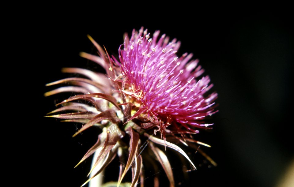 Flowers24.tif