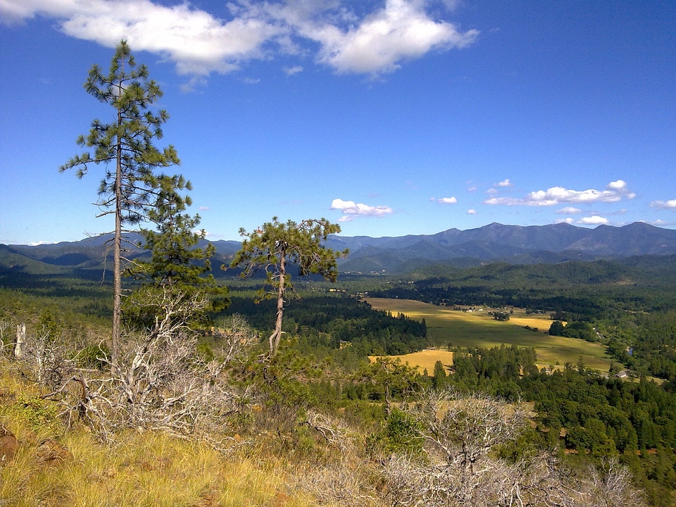 Summer trees field