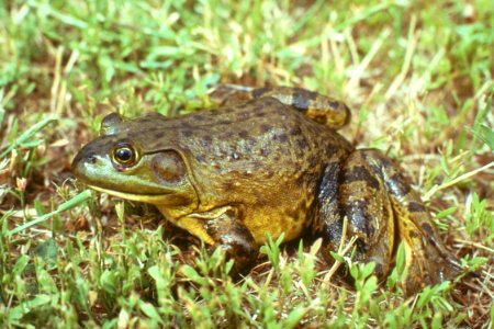 Wildlife32.tif