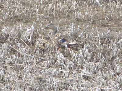 Female mallard blends in with wetland vegetation, Cascade County MT