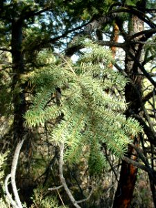 Plants OB 756