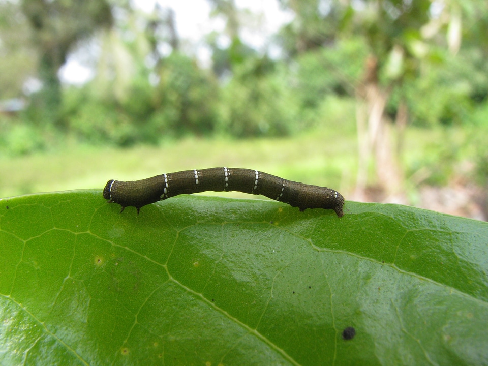 Macro insect wildlife