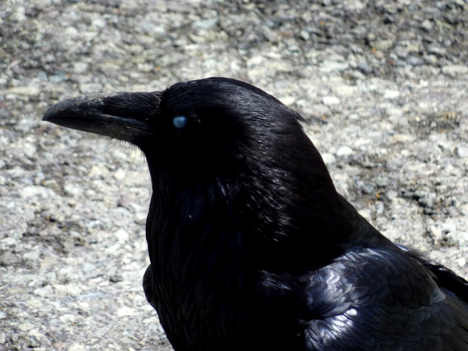 Wildlife127