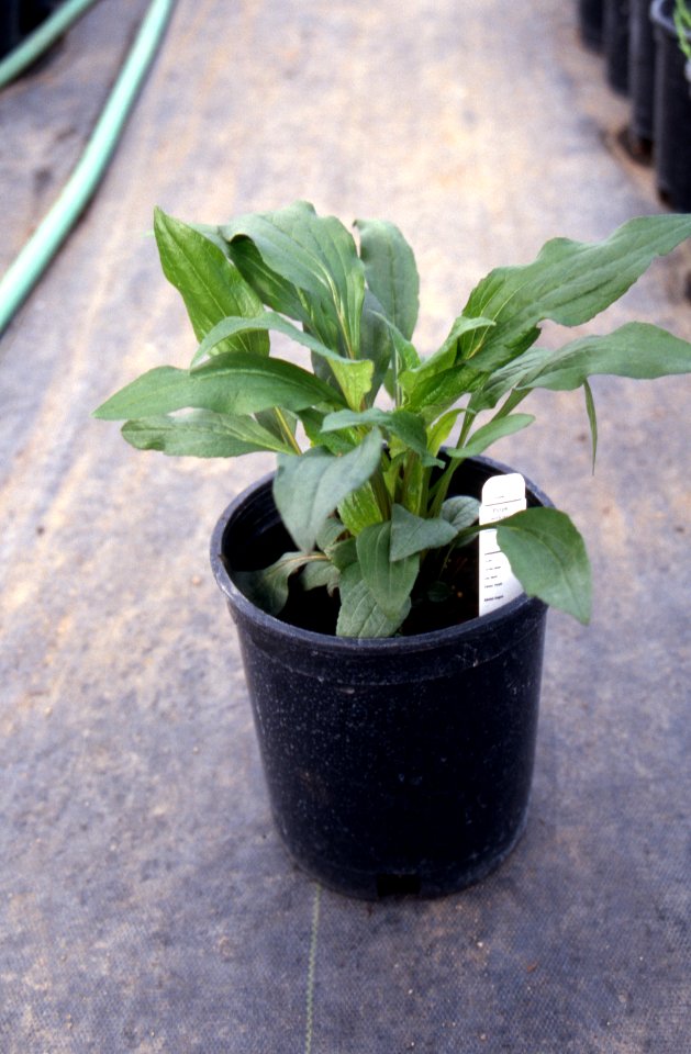 Plants20.tif