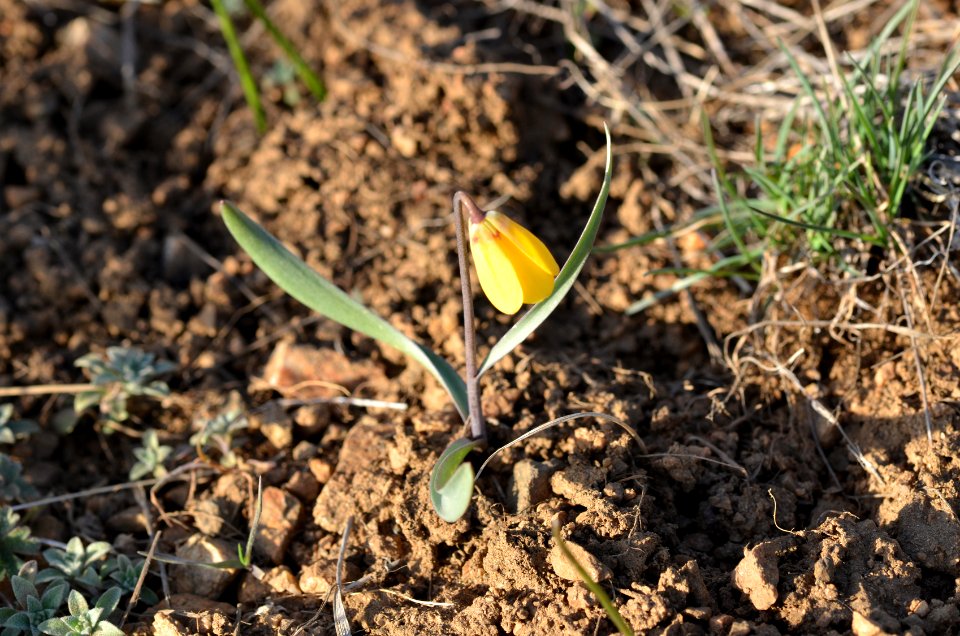 Flowers70
