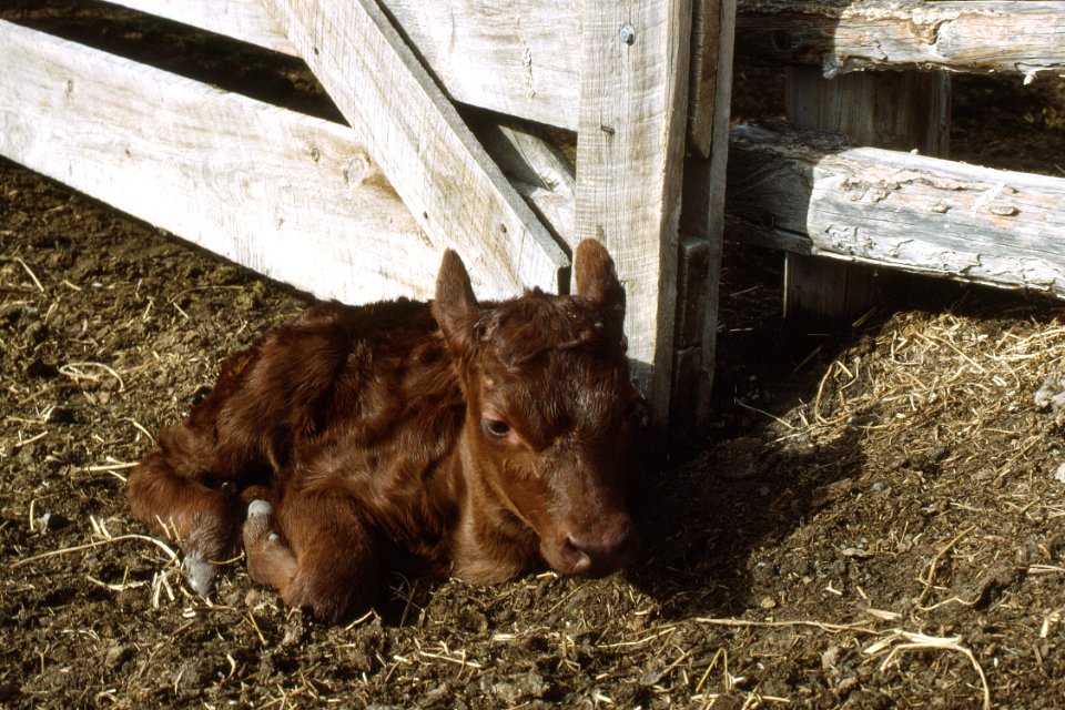 Livestock74.tif