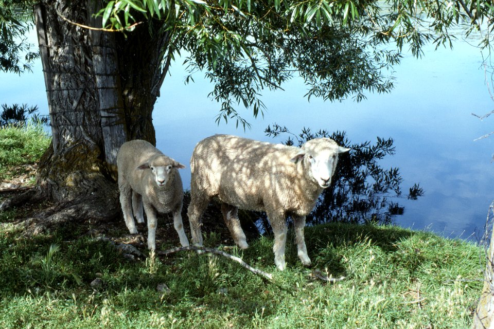Livestock14.tif