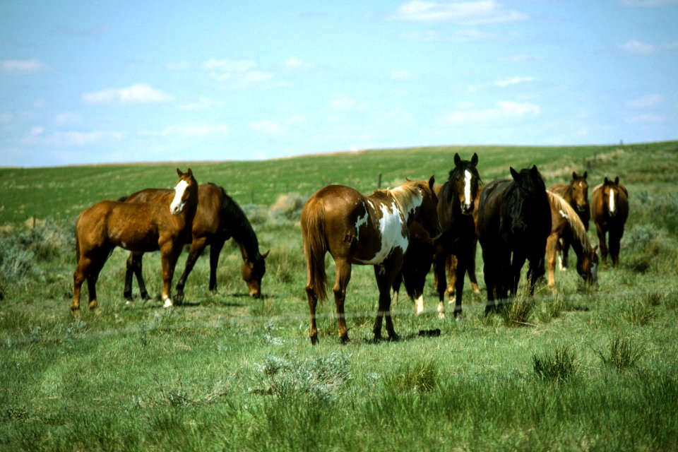 Livestock01.tif
