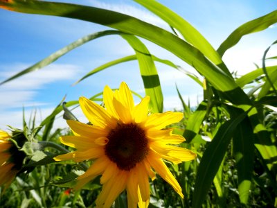 Cover Crops16-XL