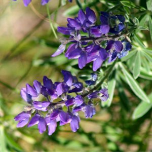 Plants OB 568