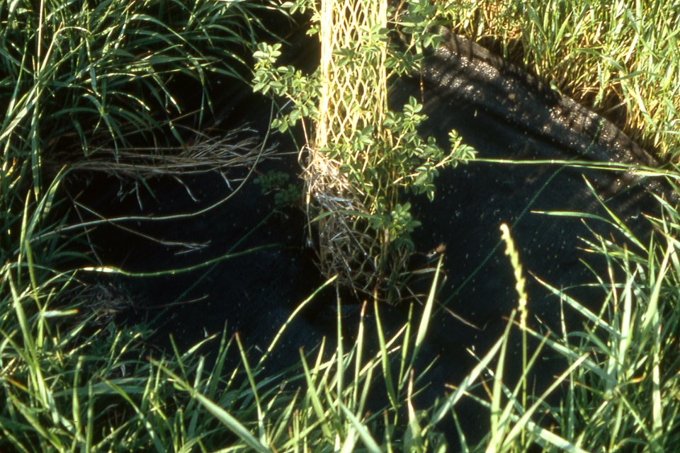 Riparian98.tif