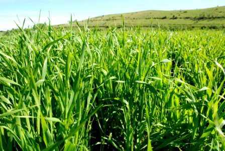 Crops115