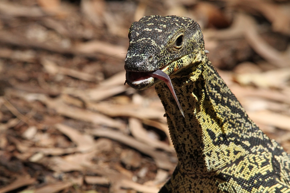 Varanus animal world australia
