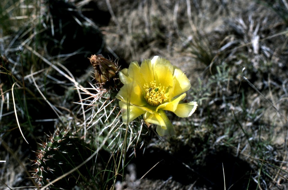 Flowers02.tif
