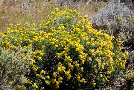 Pollinators0021.tif