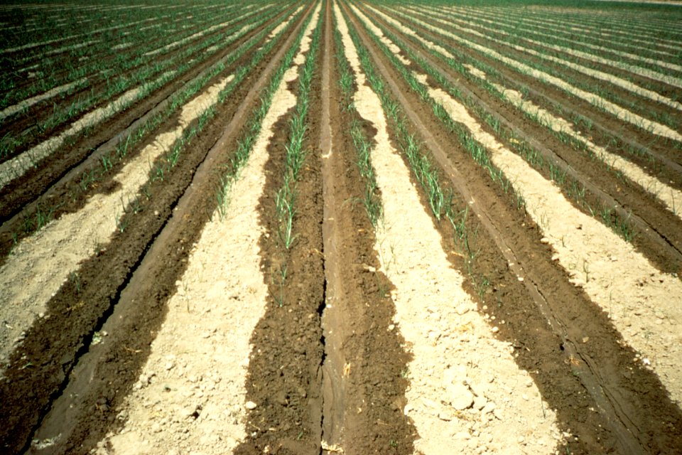 Irrigation40.tif