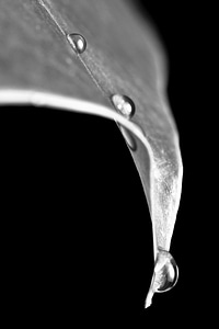 Leaf plant black and white