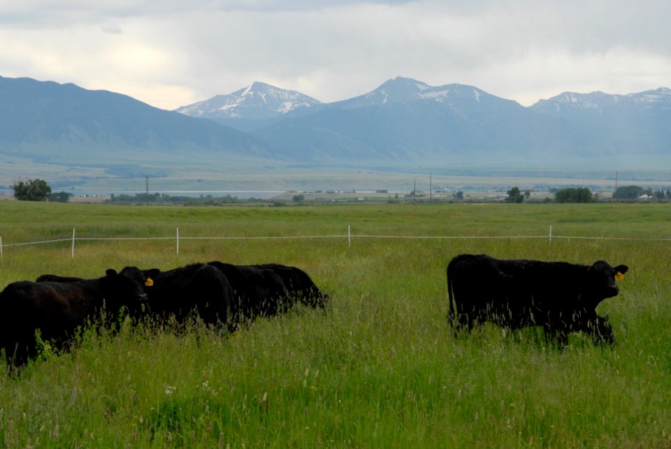 Livestock089