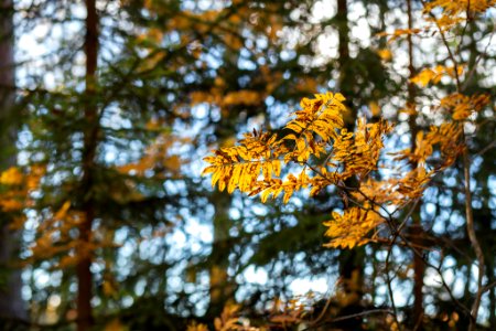 Iso-Melkutin, Loppi, Finland.