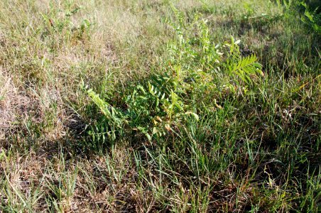 Plants78