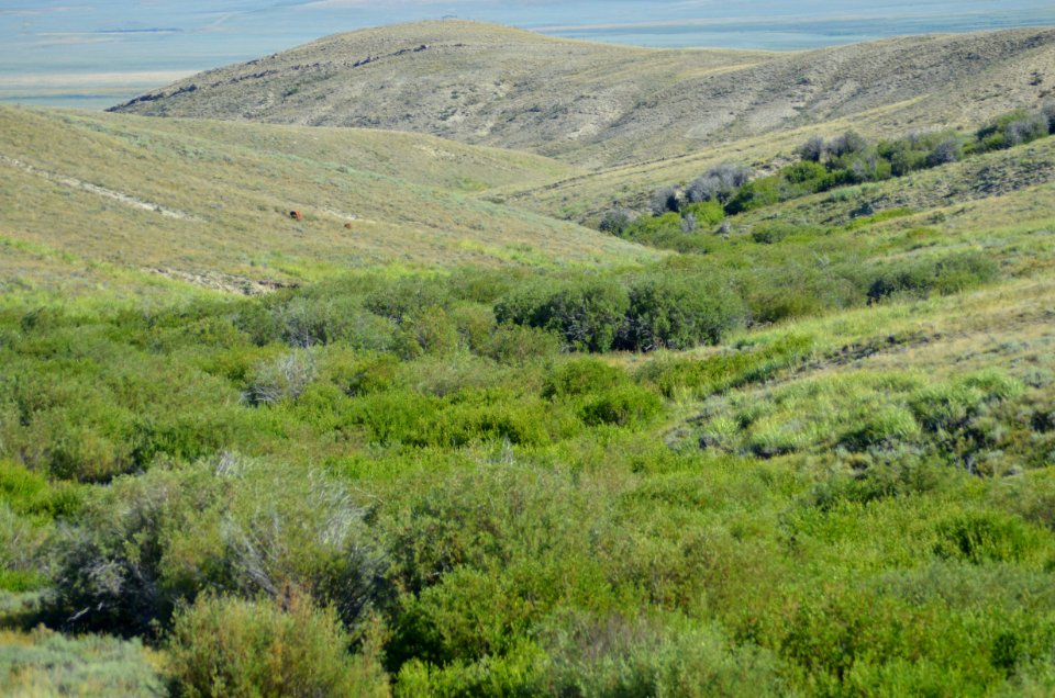 Riparian120