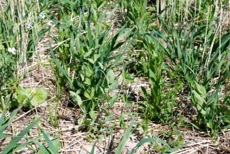 Cover Crops Tour 056