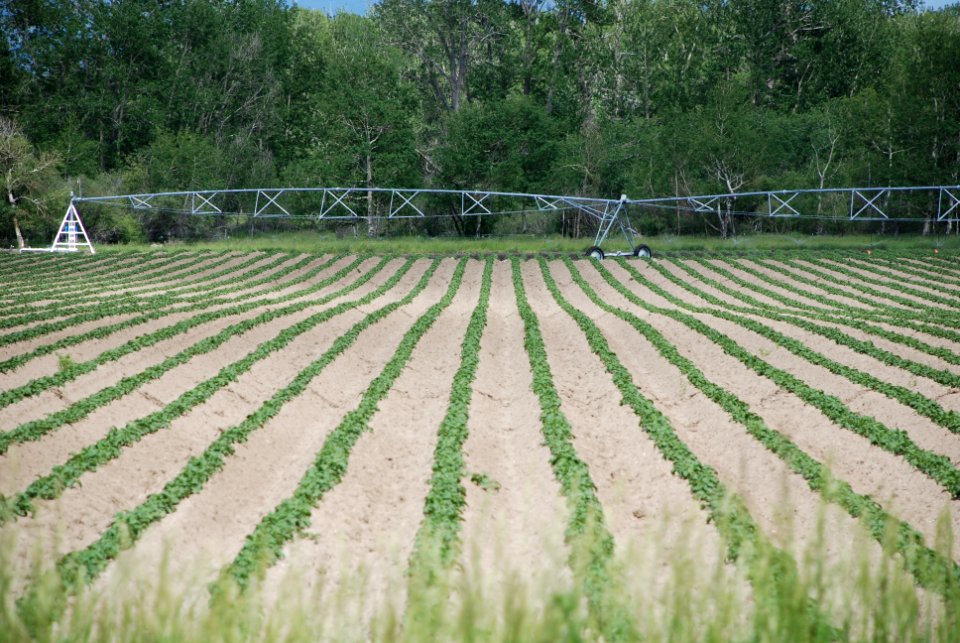 Potato crop near Bozeman, MT. July 2011.