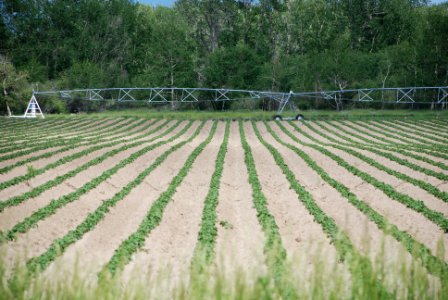 Potato crop near Bozeman, MT. July 2011.