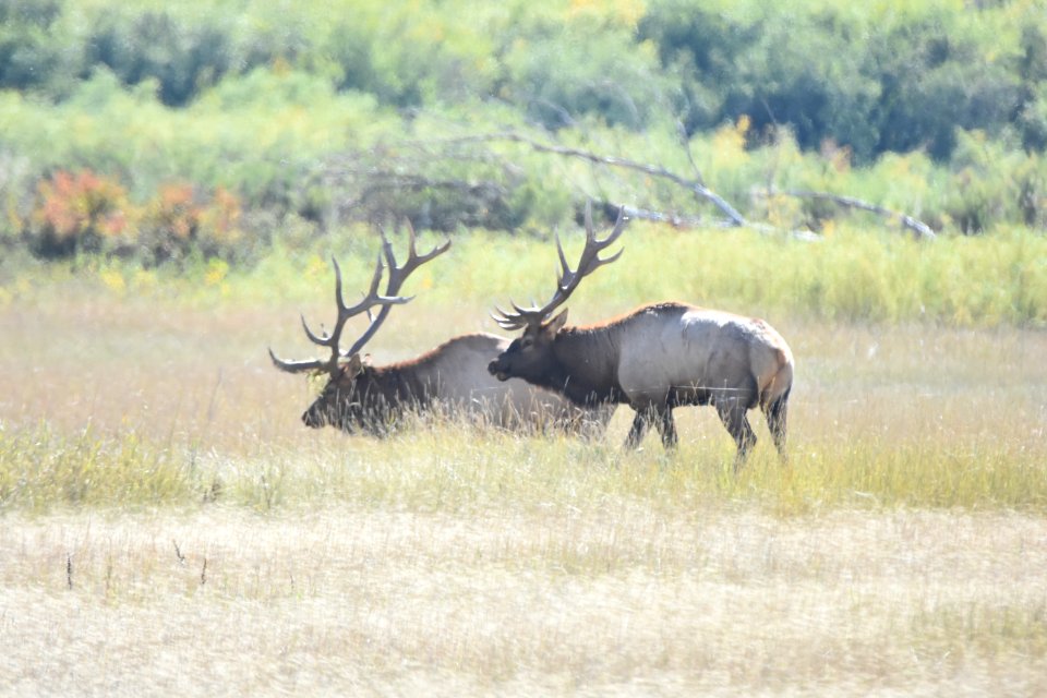 wildlife221.jpg