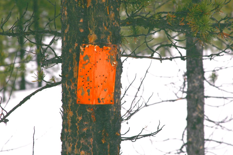 Snow Survey100.tif
