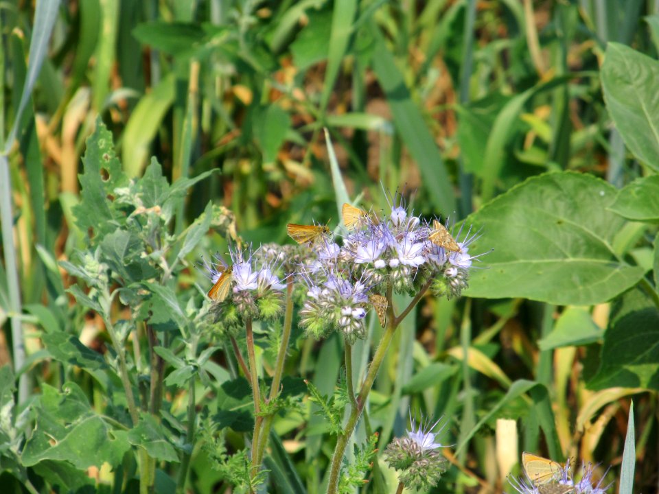 Pollinators BM 0035