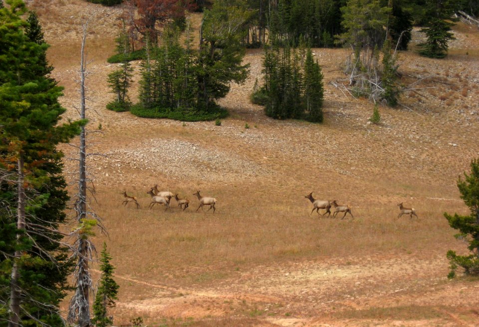 Wildlife97.tif