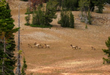 Wildlife97.tif