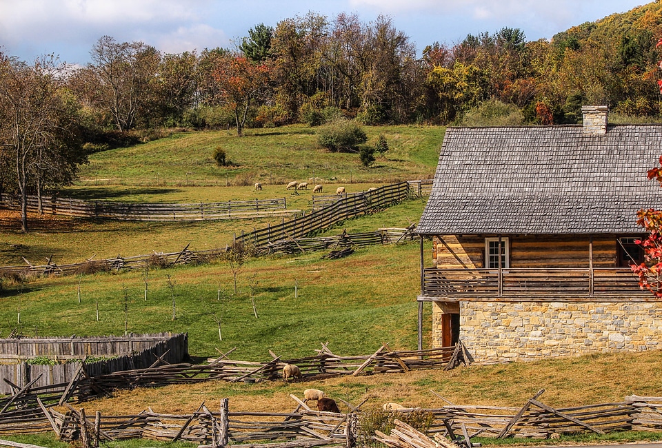 Farmhouse sheep graze