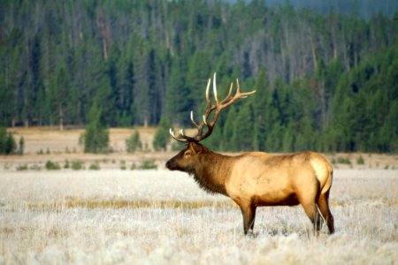 Wildlife46.tif