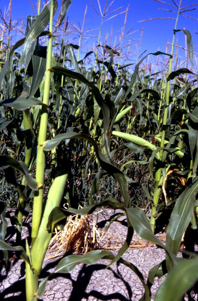 Crops57.tif