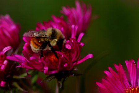 Pollinators0033.jpg photo