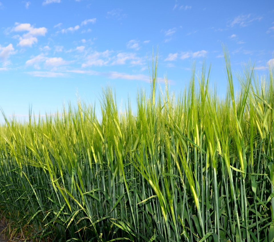 Crops101